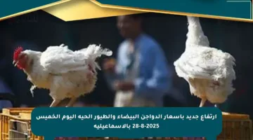 ارتفاع جديد بأسعار الدواجن البيضاء والطيور الحية اليوم الخميس 28-8-2025 بالإسماعيلية